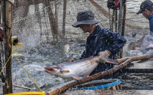 Thận trọng khi ồ ạt thả nuôi cá tra