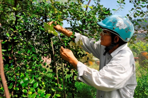 Nông dân Châu Phú thi đua sản xuất - kinh doanh giỏi