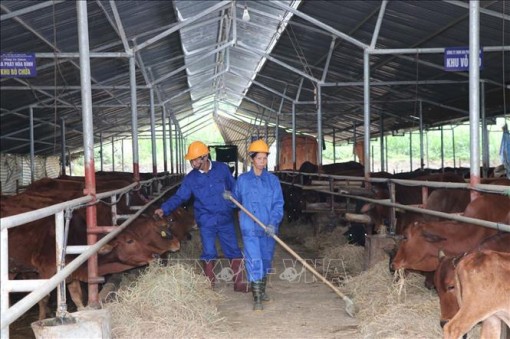 Phát triển chăn nuôi theo vùng gắn với chế biến và thị trường
