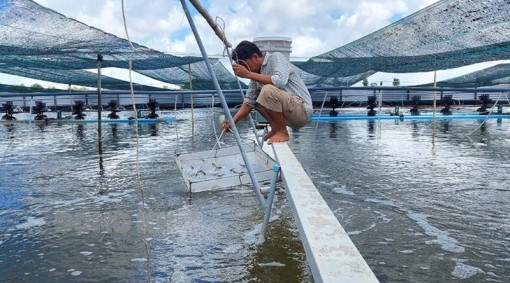 Bến Tre: Tạo đột phá trong phát triển kinh tế thủy sản theo hướng ổn định và bền vững