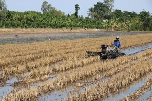 Đồng Tháp: Toàn tỉnh xuống giống hơn 151.000ha lúa hè thu