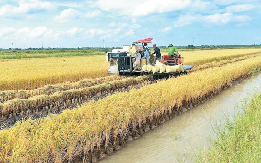 Hiệu quả từ canh tác lúa hữu cơ