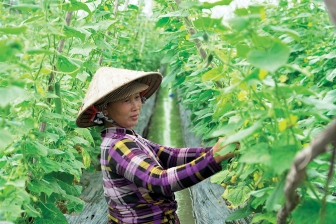 Phụ nữ Châu Thành giúp nhau phát triển kinh tế