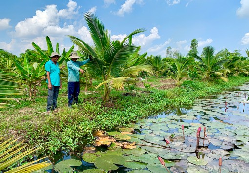 “Lợi ích kép” với mô hình trồng xen canh