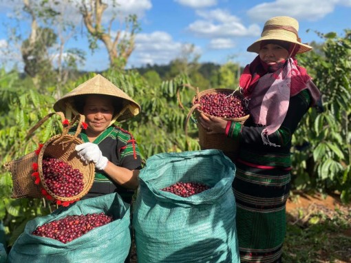 Nhiều cơ chế ưu đãi cho mặt hàng nông sản chủ lực