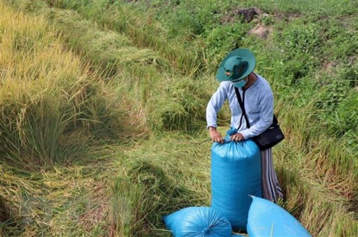 Thị trường nông sản tuần qua: Giá lúa giảm, gạo lại tăng