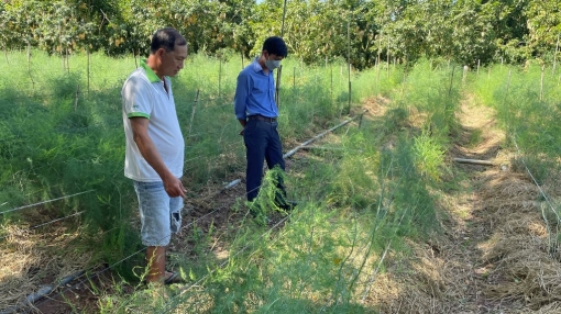 Triển vọng trồng măng tây trên đất rẫy