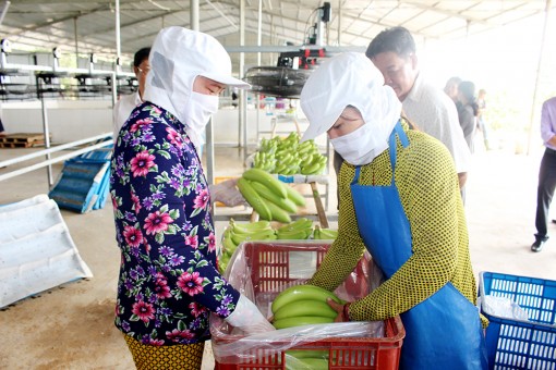 An Giang phát triển hệ sinh thái hợp tác xã