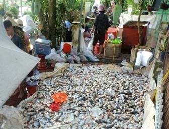 Khẩn trương xác định nguyên nhân cá chết hàng loạt ở TP. Châu Đốc