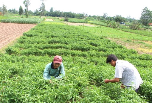 Chuyển dịch cơ cấu cây trồng phải bắt đầu từ thị trường