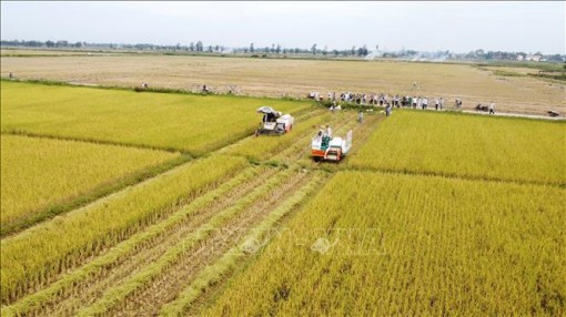 Sản xuất lúa hữu cơ - Hướng đi bền vững