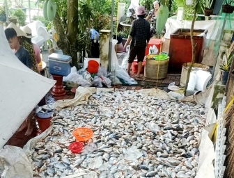 Đã xác định nguyên nhân gây cá chết hàng loạt trên sông Châu Đốc