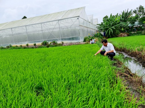 Phòng, chống muỗi hành gây hại lúa