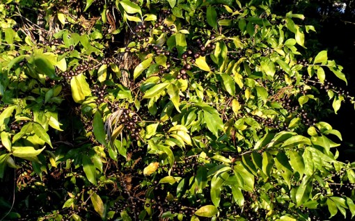 Nhóm nguyên liệu công nghiệp và dầu thô giảm mạnh