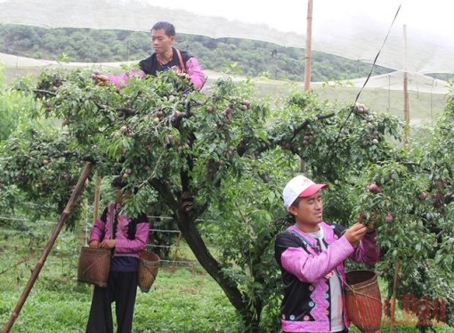 Sôi động Ngày hội hái mận Mộc Châu