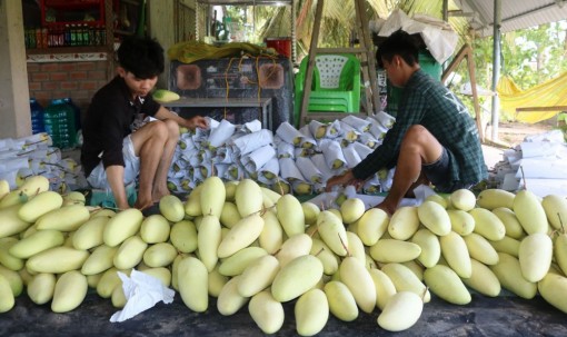 Kỳ vọng Trung tâm liên kết sản xuất, chế biến và tiêu thụ sản phẩm nông nghiệp vùng ĐBSCL