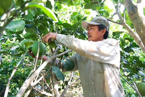 Nông dân Châu Thành đổi mới tư duy sản xuất