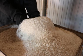 Xây dựng chuỗi cung ứng xuất khẩu gạo bền vững