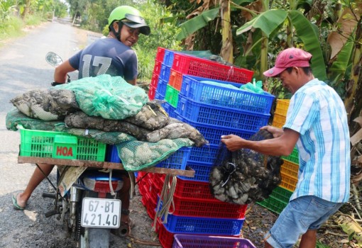 Giá thịt ếch nuôi đạt mức cao kỷ lục