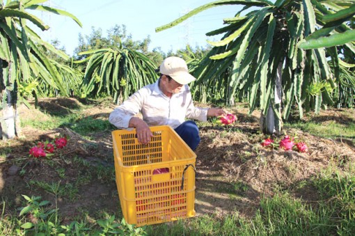 Đồng Tháp: Giá thanh long ruột đỏ tăng