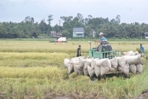 Đồng Tháp: Phát triển nông nghiệp, nông thôn theo hướng công nghiệp hóa, hiện đại hóa