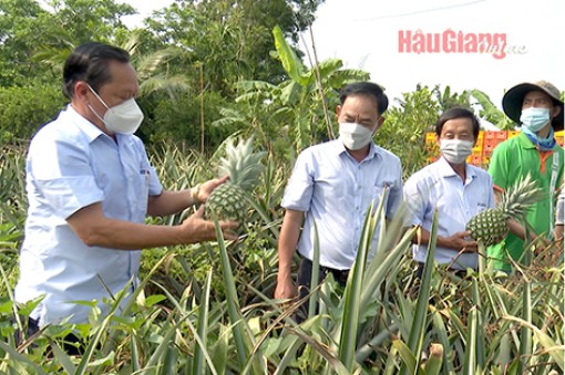 Hậu Giang: Phát triển nông nghiệp gắn với du lịch