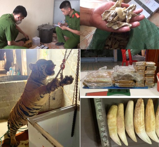 Bắt quả tang cặp vợ chồng chuẩn bị xẻ thịt hổ nấu cao