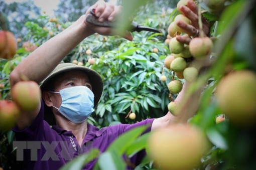 Tỉnh Hải Dương mở vườn thu hái vải xuất khẩu đi các thị trường quốc tế