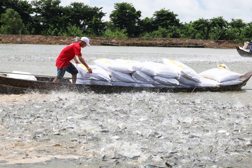 Đánh thức nội sinh để kết nối trọn vẹn chuỗi giá trị