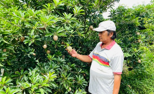 Tăng thu nhập từ cây hồng xiêm