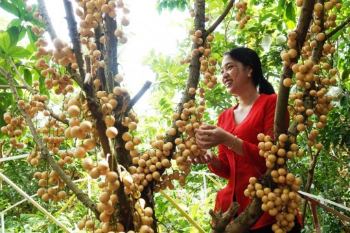 Cần Thơ: Xây dựng sản phẩm du lịch từ trái dâu Phong Điền