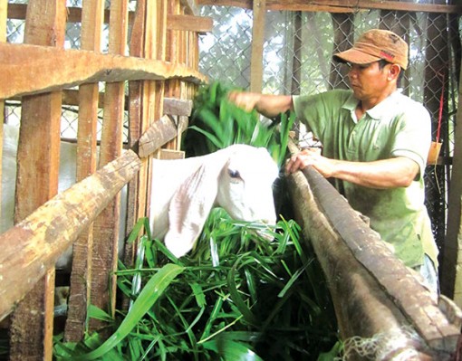 Dê hơi tăng giá, người nuôi có thu nhập khá tốt