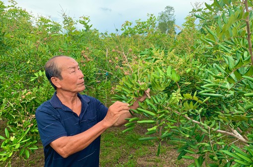 Mùa nhãn xuồng cơm vàng Khánh Hòa