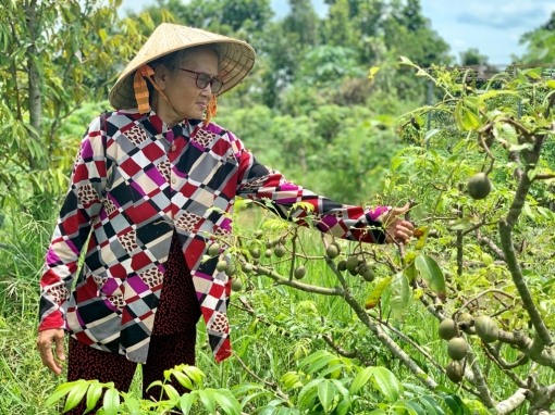 Phát triển du lịch sinh thái từ vườn cây ăn trái