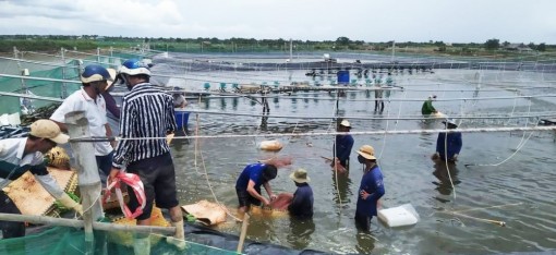 Bạc Liêu khẳng định vai trò trung tâm ngành công nghiệp tôm cả nước