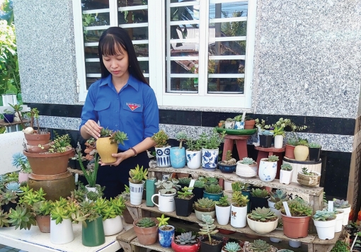 Thu nhập ổn định từ trồng sen đá