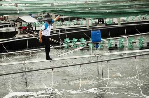 Bến Tre: Khai thác tiềm năng, phát triển kinh tế hướng biển