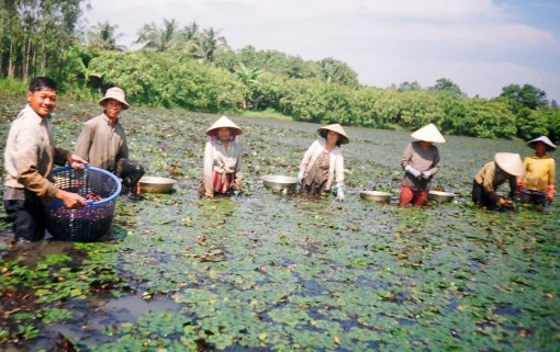 Cây ấu phát triển mạnh ở vùng ven Vĩnh Long