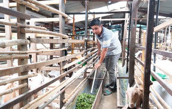 Chăn nuôi giúp tăng thu nhập cho nông dân xã An Hòa