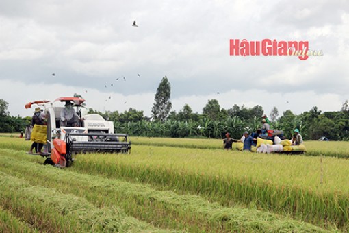 Hậu Giang: Hiệu quả kinh tế từ mô hình cánh đồng lớn