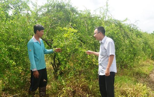 Phát triển kinh tế từ mô hình đa canh