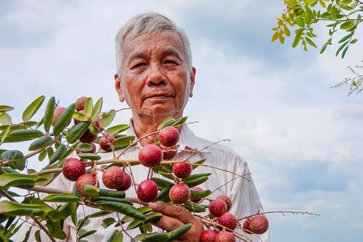 Lão nông sở hữu hai giống nhãn lạ siêu trái, bán 1,5 triệu đồng/nhánh