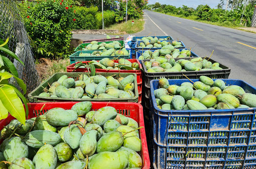 An Giang nâng chất sản phẩm OCOP