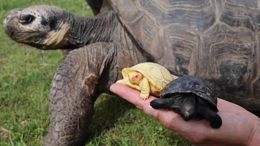 Cận cảnh rùa khổng lồ Galapagos bạch tạng quý hiếm mới chào đời