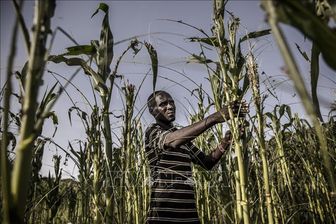 WB hỗ trợ giải quyết tình trạng mất an ninh lương thực ở châu Phi
