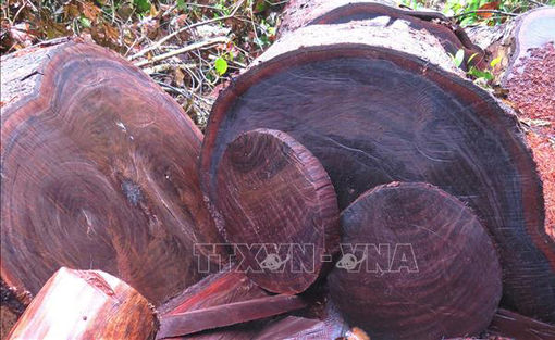 Bắt giữ 110 khúc gỗ nghiến dạng thớt vận chuyển trái phép