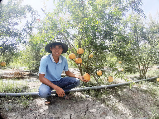 Hướng đi cho giống lựu đỏ Peru