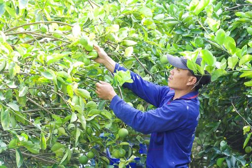 Châu Thành tập trung phát triển sản xuất nông nghiệp