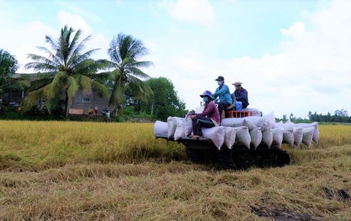 Long An: Phấn đấu sản lượng lúa cả năm đạt trên 2,75 triệu tấn