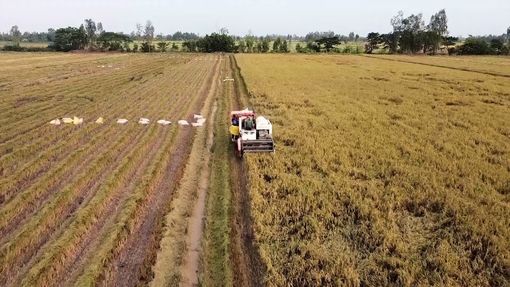 Ngành nông nghiệp Thoại Sơn - thay đổi để phát triển